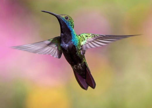 colibri